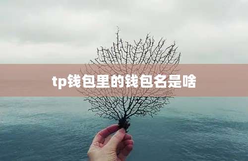 tp钱包里的钱包名是啥