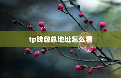 tp钱包总地址怎么看